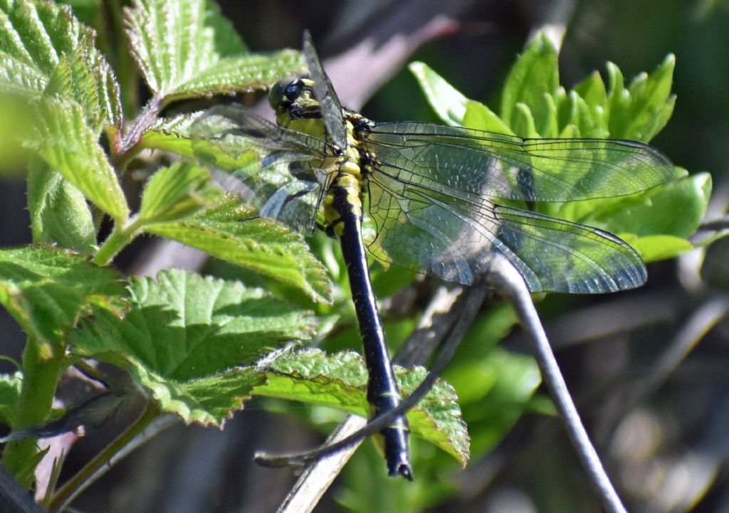 Gomphus?  S,  Gomphus vulgatissimus, maschio